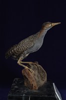 藏品(灰胸秧雞)的圖片